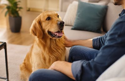 A calm dog sitting quietly next to its owner during a training session at home